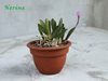 Laelia liliputana 